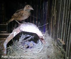 Harga burung branjangan jawa sudah dewasa sekitar rp 1. Sukses Menangkar Burung Branjangan Ala Om Napsun Firmansyah Om Kicau