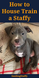 How To House Train A Staffy House Training Staffy Dog Staffordshire Bull Terrier Puppies