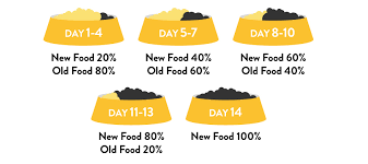How To Transition Your Dog To A New Food Petbarn
