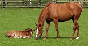 Recognizing Equine Genetic Diseases In Practice Horses Foals Horse Anatomy