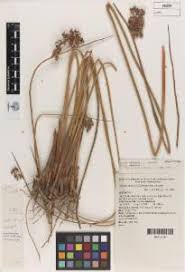 Image result for Juncus dregeanus