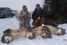Wolves training ahead of leicester. Alberta Slaughters More Than 1 000 Wolves And Hundreds Of Other Animals Raincoast Conservation Foundation