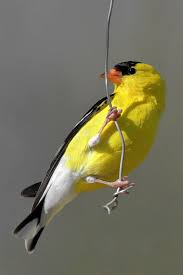 Midwest Birds With Yellow Feathers Pin On Painting Inspirations