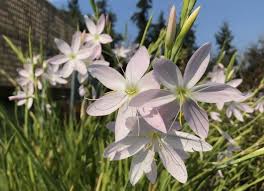 Image result for Hesperantha