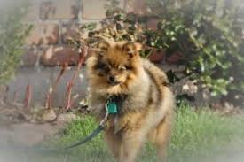 5 Best Pomeranian Breeders In Pennsylvania 2022 We Love Doodles