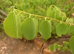 Image result for Pseudolachnostylis maprouneifolia