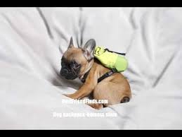 ··· wholesale dog fleece simier clothes for big dog french bulldog dog clothes. French Bulldog And Other Size Dog Backpack Harness Webstore Youtube
