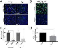 Upon activation, mavs initiates downstream signaling cascades leading to the production of inflammatory cytokines, antimicrobial peptides, and activation of several transcription factors (li et al. Regulation Of Mitochondrial Antiviral Signaling Mavs Expression And Signaling By The Mitochondria Associated Endoplasmic Reticulum Membrane Mam Protein Gp78 Journal Of Biological Chemistry