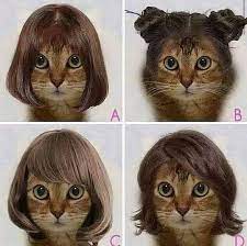 Catlove Instagram Related Hashtags Cute Cats Funny Cats Cat Pics