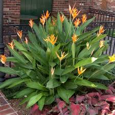 Check spelling or type a new query. Buy Heliconia Psittacorum Heliconia Lady Diana Orange Plant Plantslive