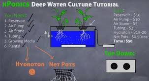 Also known as deep flow technique (dft), floating raft technology (frt), or raceway. Deep Water Culture Dwc What Is It And How To Get Started