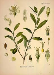 Image result for Aneulophus africanus