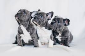 French bulldog young puppies are suitable for apartment life because they do tire quickly and don't like long periods of intense activity. 4 Things To Know About French Bulldog Puppies Greenfield Puppies