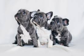 Pets and animals kewaskum 250 $ view pictures. 4 Fun Facts About French Bulldogs Greenfield Puppies