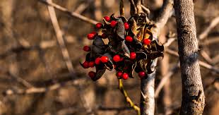 Image result for Vepris bachmannii