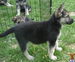 Black and silver german shepherd puppies. German Shepherd Puppy For Sale Black Silver German Shepherd Puppies Are Here Ra 9 Years Old