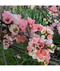 Plus, they have the sweet flavors of limes and oranges with a tart aftertaste. Chaenomeles Speciosa Moerloosei Apple Blossom 2lt