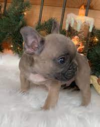 They are not kennel dogs nor will they. Miniature Blue French Bulldog Puppies Where Can You Get Them French Bulldogs La