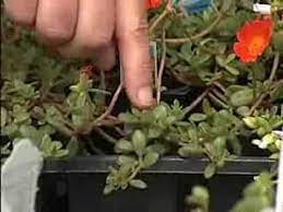 Maybe you would like to learn more about one of these? Purslane And Portulaca Are Related But Very Different Youtube