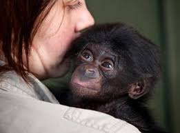 Playing is a part of growing up, as the young bonobos gain independence and test their skills against each other. Bonobo Zooborns