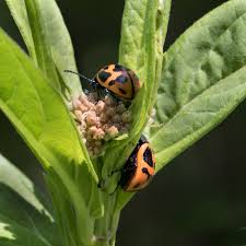 Maybe you would like to learn more about one of these? Swamp Milkweed Leaf Beetle Back Yard Biology