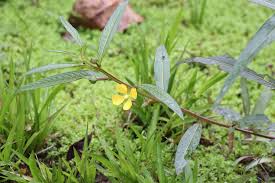 Image result for Ludwigia erecta