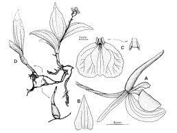 Image result for Liparis deistelii