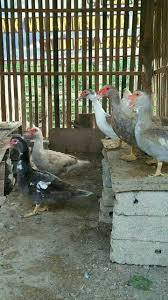 Kalau buat aku, semuanya anak ya. Telur Entok Mentok Rambon Shopee Indonesia