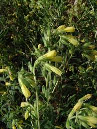 Image result for Cystostemon hispidissimus