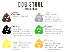 a complete guide to dogs stool color shape consistency