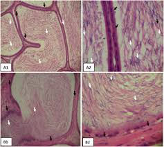 Image result for Fadogia cienkowskii