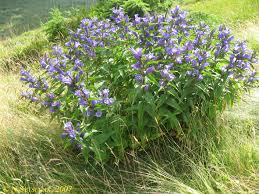 Image result for Gentiana asclepiadea alba