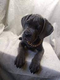 Asking for a $300 rehom. Lab Puppies For Sale In Ohio Puppies For Sale Near Me Facebook