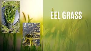 Image result for Wolffiella