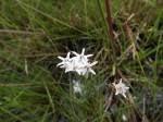 Image result for Periglossum mackenii