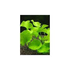 Image result for Nymphoides