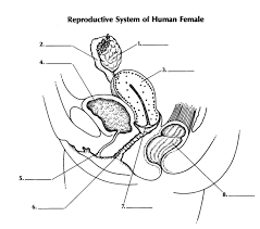 Click here👆to get an answer to your question ️ study the diagram given below and the answer the questions that follow:(a) identify the cell.(b) name the parts labelled 1,2,3,4,5, and 6.(c) where is this cell likely to be found in the human body and what is its function? Short Quiz About The Female Reproductive System Proprofs Quiz