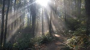 Wildwood Trail Forest Park Portland Or Forest Park Wildwood Forest
