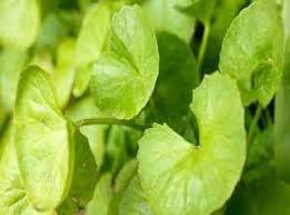 Sifali Bitkilerim Gotu Kola Zayiflamak Icin Nasil Kullanilir