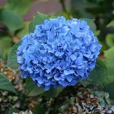 Image result for Hydrangea