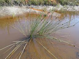 Image result for Ficinia