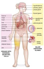 Image result for Endocrine Anatomy