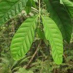 Image result for Funtumia africana