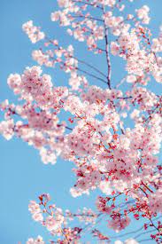 Red cherry blossom tree, chinese ink painting style background material. 360x640px Free Download Sakura Tree Background Beautiful Beauty Bloom Blooming Blossom Branch Piqsels