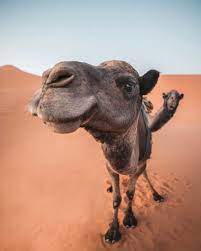 Tap view all comments below your post. Two Camels In The Sahara Desert Turn On Post Notifications And Never Miss Out A Post Tag Comment Share Tiere Niedliche Tiere Hubsche Tiere