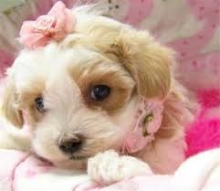 Puppies under 1 3/4 lbs at 8 wks will be $2500. Adorable And Tiny Maltipoo Puppies Free Adoption Bartlett Tn Asnclassifieds Maltipoo Puppy Cute Baby Animals Puppy Adoption