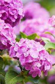 Close Up Hydrangeas Amazing Flowers Beautiful Flowers Flowers
