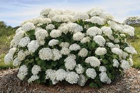 Image result for Hydrangea