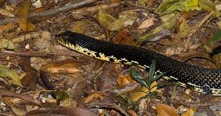 Image result for Nesogenes madagascariensis