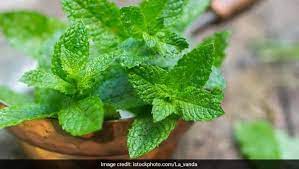 They're the key ingredient in mint jelly. Mint Benefits 10 Incredible Health Benefits Of Mint Or Pudina You Must Know Ndtv Food